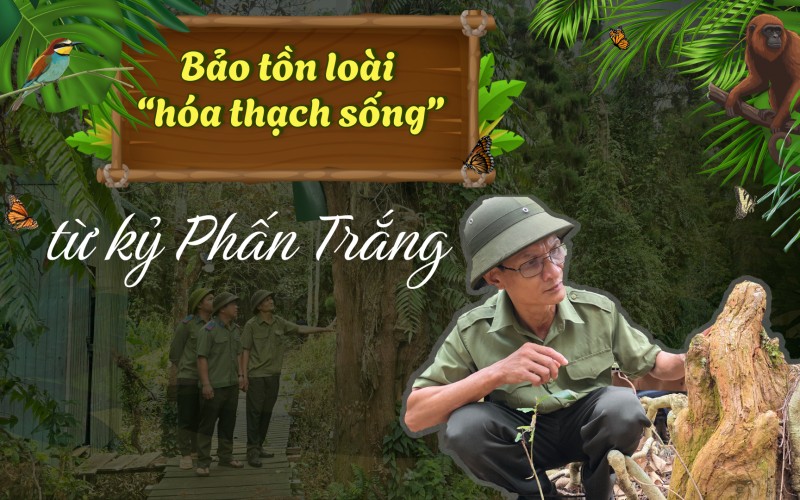 Bảo tồn loài “hóa thạch sống” từ kỷ Phấn Trắng