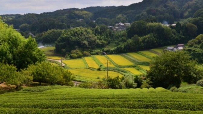 Buồn của nền kinh tế lớn thứ 4 thế giới: Matcha bùng nổ toàn cầu nhưng canh tác lại gặp khó, giá trà tăng đến 86%