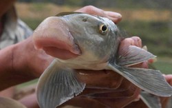 Giá chục triệu 1 kg, "thuỷ quái mõm lợn" ở Phú Thọ chỉ vua chúa và giới quý tộc mới được ăn