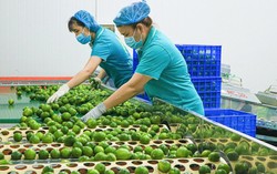 Loại quả của Việt Nam được cựu Đại sứ New Zealand ví như 'vàng xanh', vừa có thêm 'visa' sang Trung Quốc