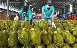 Ấn Độ chính thức mở cửa cho sầu riêng Việt Nam
