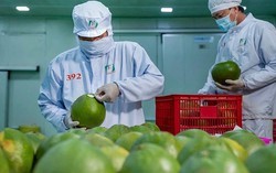 Trung Quốc - “bạn hàng” xuất khẩu nông sản lớn nhất của Việt Nam