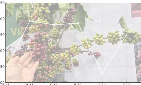 Giá cà phê hôm nay 8 -11: Quay đầu tăng mạnh