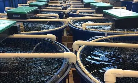 Không phải đất hiếm, Mỹ, Trung Quốc đang đua nhau săn lùng một ‘mỏ vàng’ của Việt Nam: Nước ta sở hữu công nghệ dẫn đầu thế giới, thu về hơn 4,3 tỷ USD