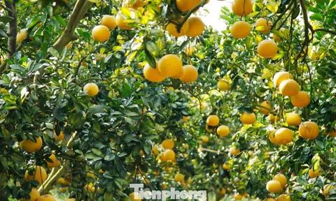 Nông dân trồng bưởi Tết 'bỏ túi' tiền tỷ