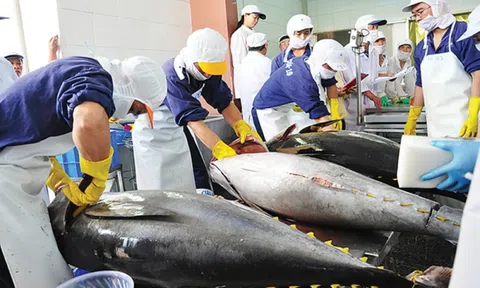 Mỹ siết nhập thủy sản: Điểm mấu chốt doanh nghiệp Việt không thể bỏ qua