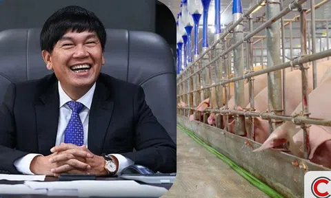 Đàn heo của tỷ phú Trần Đình Long xuất chuồng hơn 660.000 con năm 2025