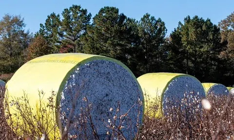 Việt Nam sở hữu 'mỏ vàng' gì mà thu gần 40 tỷ USD năm qua: Mỹ liên tục săn lùng, nước ta là ‘trùm’ đứng thứ 3 thế giới