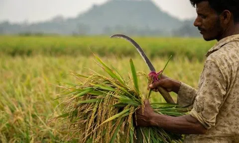 Một quốc gia vừa nhập khẩu gạo tăng gấp 95 lần trong năm 2025, Thái Lan, Việt Nam đều không phải nhà cung cấp lớn nhất
