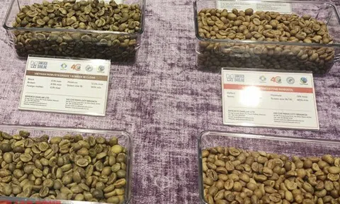 Giá cà phê hôm nay 31-1: Giảm đồng loạt, xuất khẩu khả quan