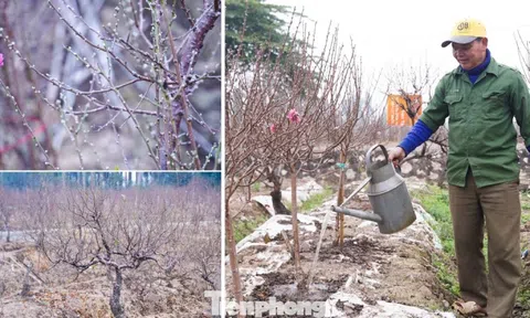 Lý do đào La Cả không vội Tết