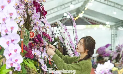 Nông dân Thanh Hóa chi hơn 10 tỷ làm vườn lan 4 vạn cây