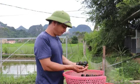 Bỏ lúa nuôi loài 'nhả ngọc' trong nước đá vôi không tốn 1 xu, hộ nông dân kiếm hơn 1 tỷ đồng