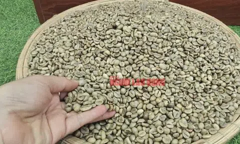 Giá cà phê hôm nay 4-2: Lao dốc khủng khiếp