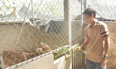 Nuôi loài thú chi phí cực rẻ mà tạo ra thứ "đại bổ", nông dân 9X thu về hơn 1 tỷ đồng/năm