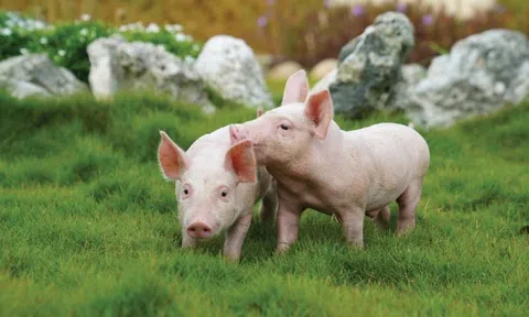 Giá bán heo giảm 20%, BAF Việt Nam báo lỗ 265 tỷ đồng quý 4/2025