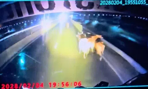 Đàn bò rơi khỏi xe tải trên tuyến cao tốc Vĩnh Hảo – Phan Thiết, giao thông rối loạn trong đêm