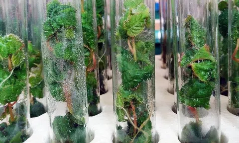 Phát minh của Mỹ làm rung chuyển ngành xây dựng: Tạo ra 'siêu gỗ' từ cây chỉnh sửa gen, có thể thay thế thép và bê tông