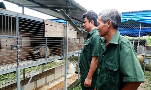 Vay 50 triệu nuôi 100 con vật hoang, tiền ăn 3.000 đồng/con/ngày, cựu chiến binh lãi đậm