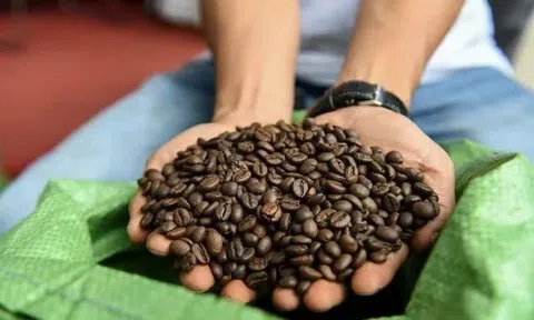 Giá cà phê lùi về vùng thấp nhất trong vòng 6 tháng