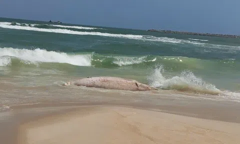Xác cá voi "khủng" dạt vào bờ biển Quảng Trị