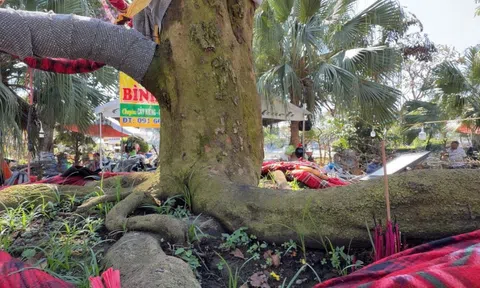 Chủ cây mai vàng “Nghinh Xuân Bính Ngọ” tiết lộ lý do rao bán 3,7 tỉ đồng