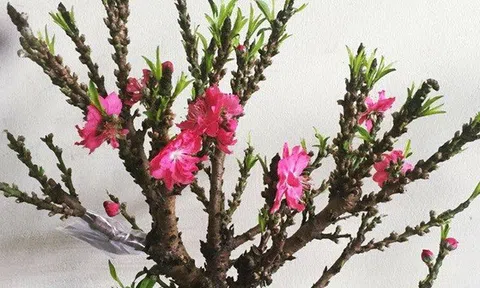 Việt Nam có "vua đào Tết" cực quý hiếm: Không phải đào huyền, đào chuông, được ví như sản vật tiến Vua