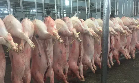 Giá heo hơi hôm nay, 13-2: Diễn biến lạ tại chợ đầu mối