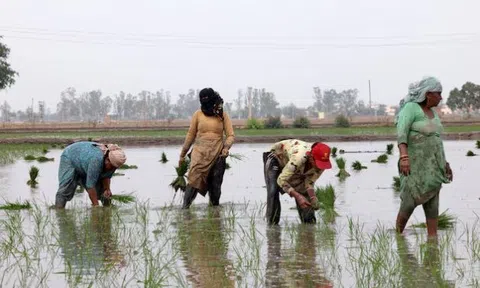 Vừa tuyên bố sẽ tự túc lương thực, khách ruột của gạo Việt lên kế hoạch đẩy mạnh xuất khẩu, 1 triệu tấn sẽ xuất đi những đâu?