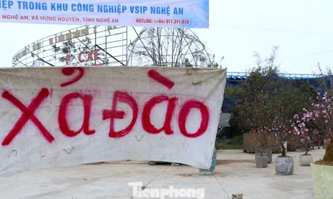 Quất sale đồng giá, đào xả kịch sàn vẫn vắng khách ngày 27 Tết