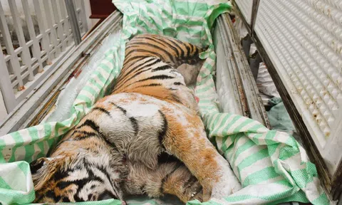 Phát hiện 2 cá thể hổ cấp đông trong hầm một ngôi nhà ở Thanh Hóa: Bí mật sau cánh cửa sắt khiến nhiều người rùng mình