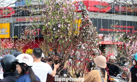 Đào, quất giảm giá sập sàn ngày 29 Tết