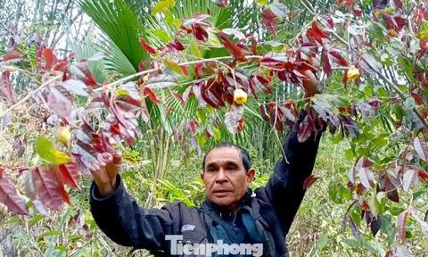 Vào rừng hái chè hoa vàng kiếm bộn tiền