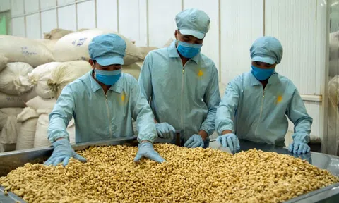 Nhập khẩu 65 nghìn tấn 'hạt vàng' - quốc gia này giúp Việt Nam 'bỏ túi' hơn 430 triệu USD ngay đầu năm mới Bính Ngọ