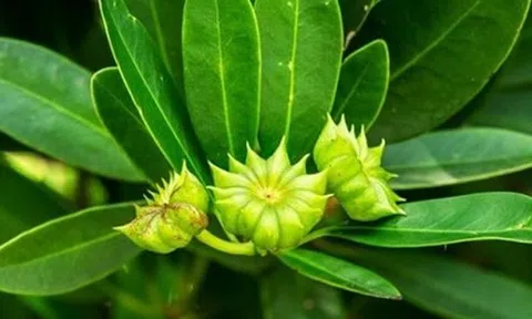 Việt Nam vừa xuất khẩu hơn 1.000 tấn hoa từ cây ‘bạc tỷ’: Thu về hơn 4 triệu USD, doanh nghiệp nào đóng góp lớn nhất?