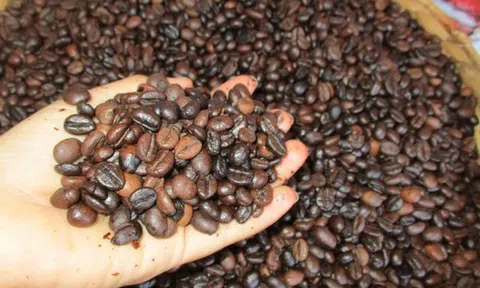 Giá cà phê hôm nay 18-2: "Đổ đèo" mạnh mùng 2 Tết