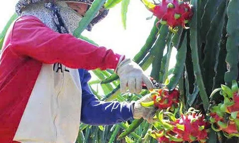 Thanh long Tây Ninh ngày Tết "ngọt" nhưng vẫn nặng nỗi lo