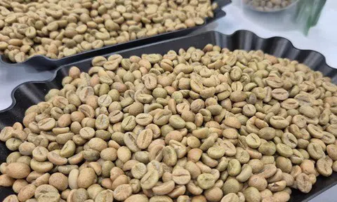 Giá cà phê hôm nay 20-2: Lại giảm bất ngờ