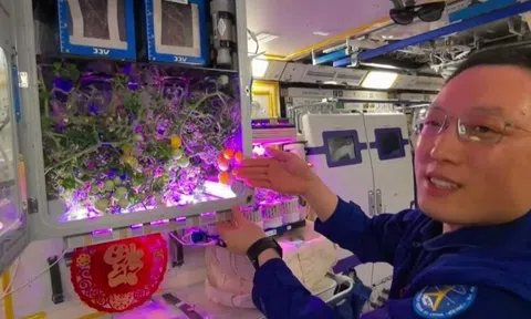 Trung Quốc lại khiến thế giới sửng sốt chỉ nhờ "khoe" cây cà chua sai trái: Công nghệ của họ đã đi quá xa