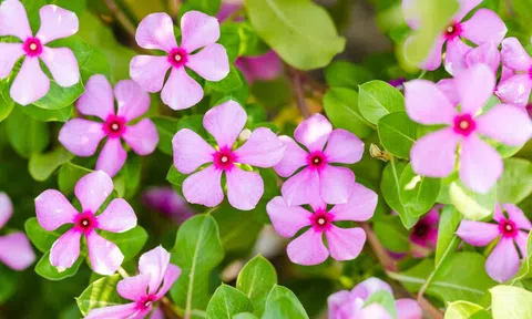 7 loại cây nên trồng ngay bây giờ