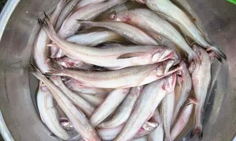 Gần 1 triệu đồng/kg cá khoai, ngư dân hồ hởi "xông biển" ngày đầu năm mới