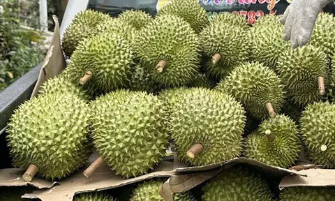 Giá sầu riêng đầu năm cao ngất ngưởng