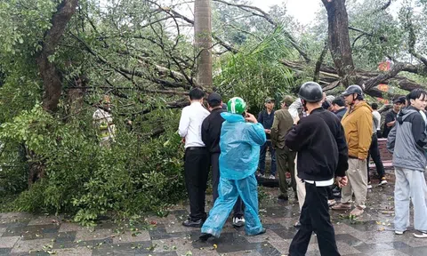 VIDEO: Cây cổ thụ đối diện đền Quán Thánh bất ngờ bật gốc, đổ xuống đường Thanh Niên