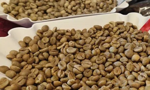 Giá cà phê hôm nay 25-2: Quay đầu tăng mạnh, chưa đến lúc lo thừa cung