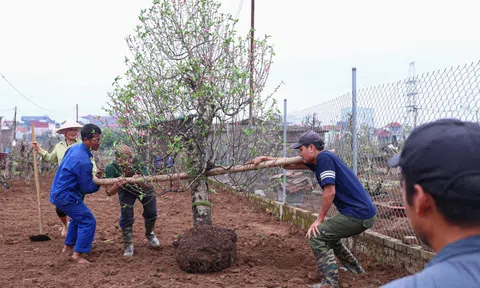 Chủ vườn Nhật Tân tất bật ‘hồi sinh’ đào sau Tết, giữ dáng cho mùa sau