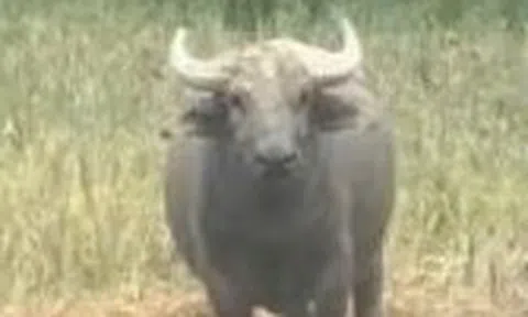 Xuất hiện con trâu hung dữ, húc 2 người bị thương