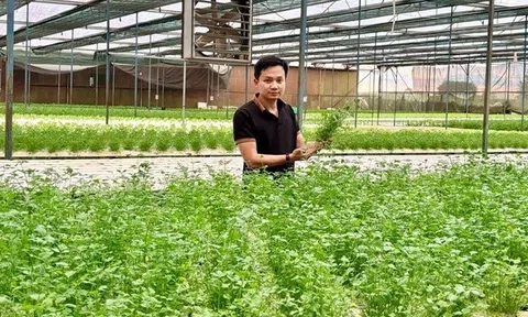 Chàng trai bỏ phố về quê trồng rau, doanh thu gần 20 tỷ/năm, cung ứng cho loạt siêu thị lớn như Co.opmart, VinMart, Aeon