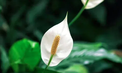 Cây lan ý “rất sợ” vị trí này trong nhà, biết tránh thì cây bung hoa rực rỡ, xanh tốt quanh năm