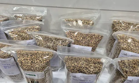 Giá cà phê hôm nay 27-2: Đi lùi, thị trường sắp cân bằng?