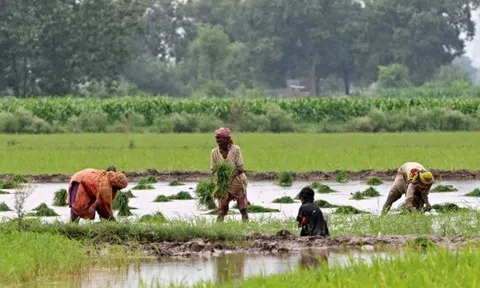 Xuất khẩu gạo của một ông lớn châu Á bất lao dốc hơn 40% vì Ấn Độ - có còn sức đối đầu Thái Lan, Việt Nam?